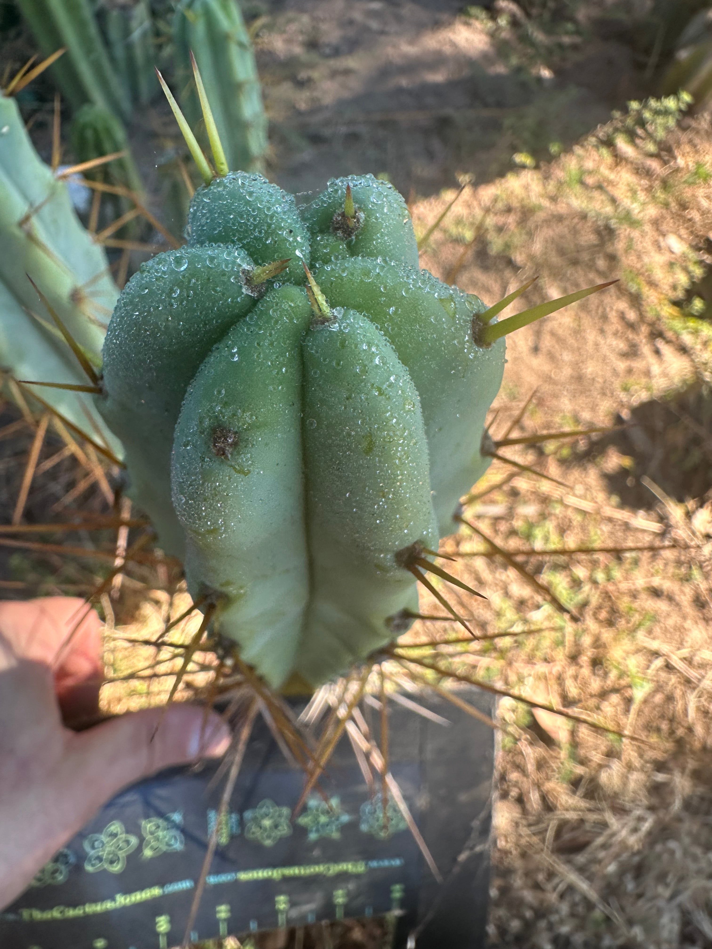 🌶️ Blue Bridge — 10” Tips (3)