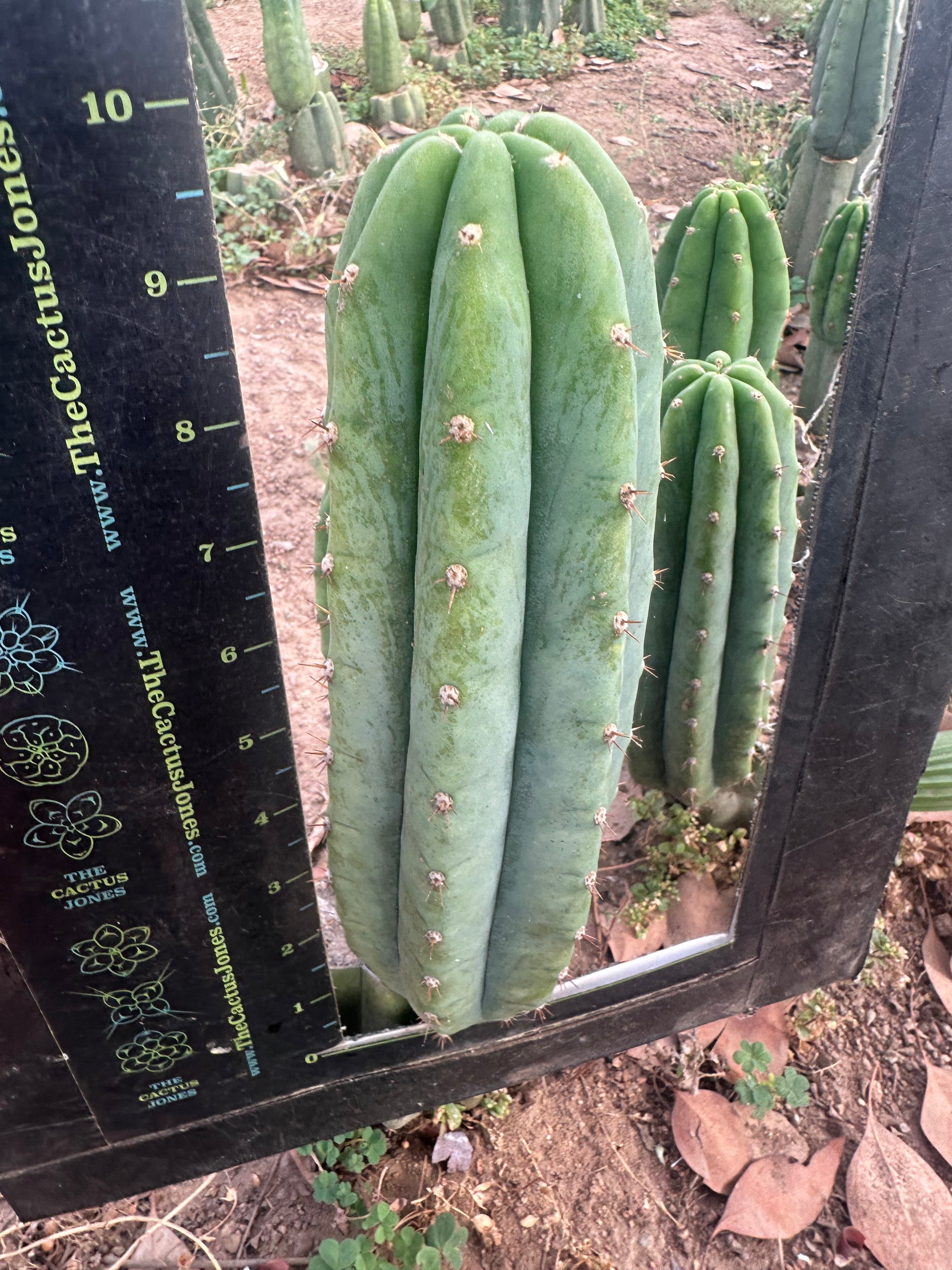 👑🌶️🌶️ Landfill — 10” Pup