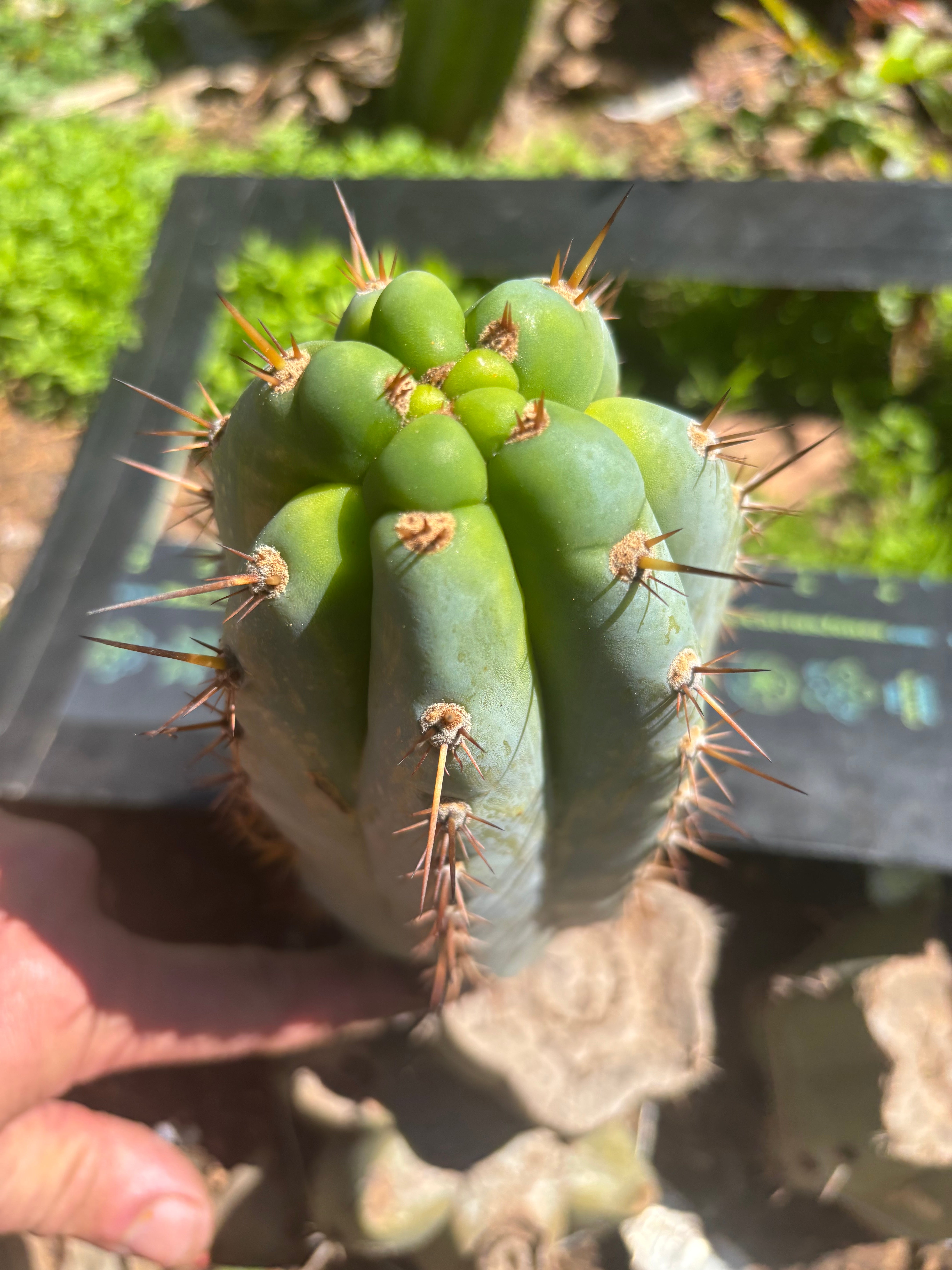 💎👑  Bart! — Chubby 8” Pup