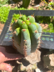 💎👑  Bart! — Chubby 8” Pup