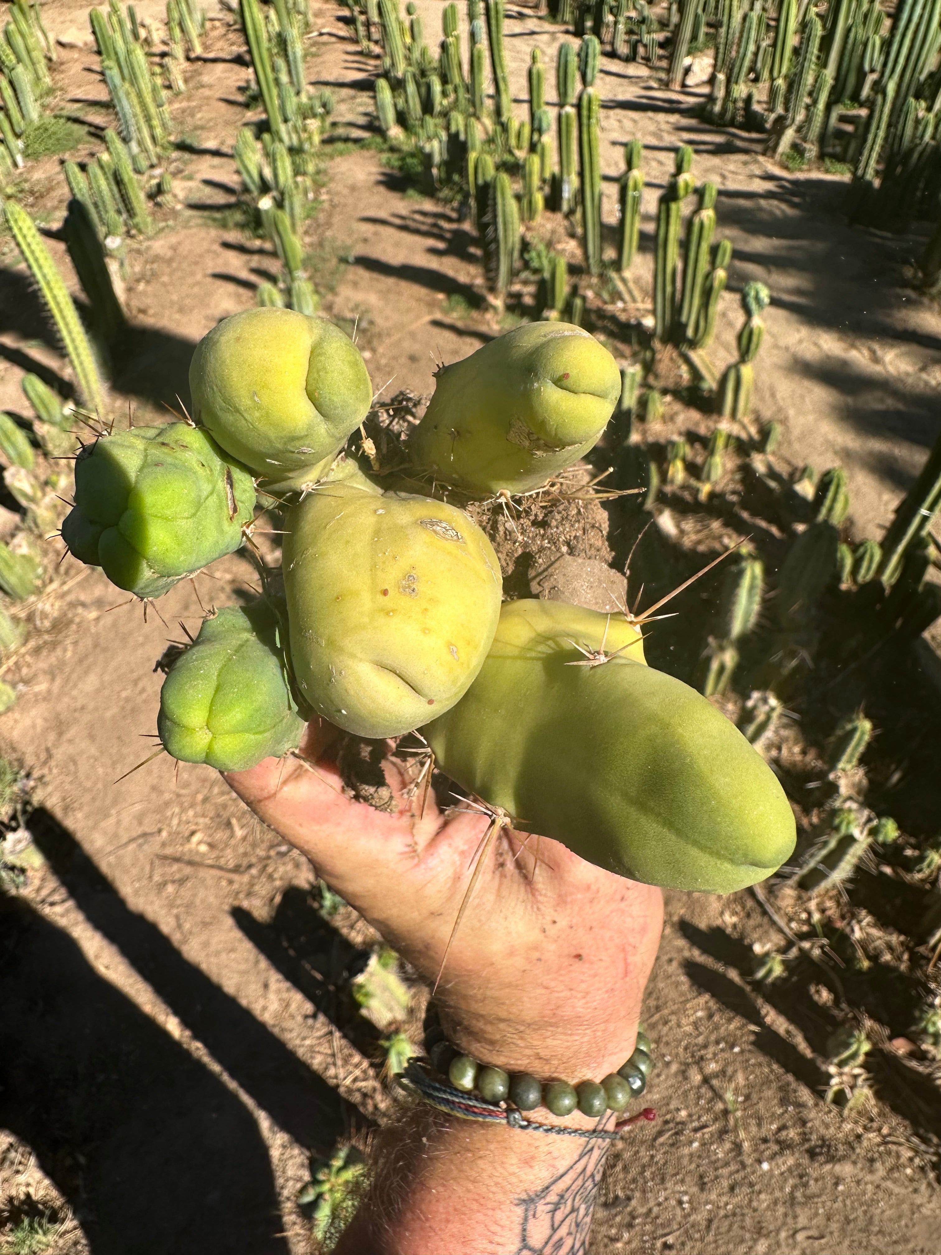 👑🌶️🌶️  TBM  — Rooted Cluster #2