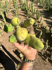 👑🌶️🌶️  TBM  — Rooted Cluster #2