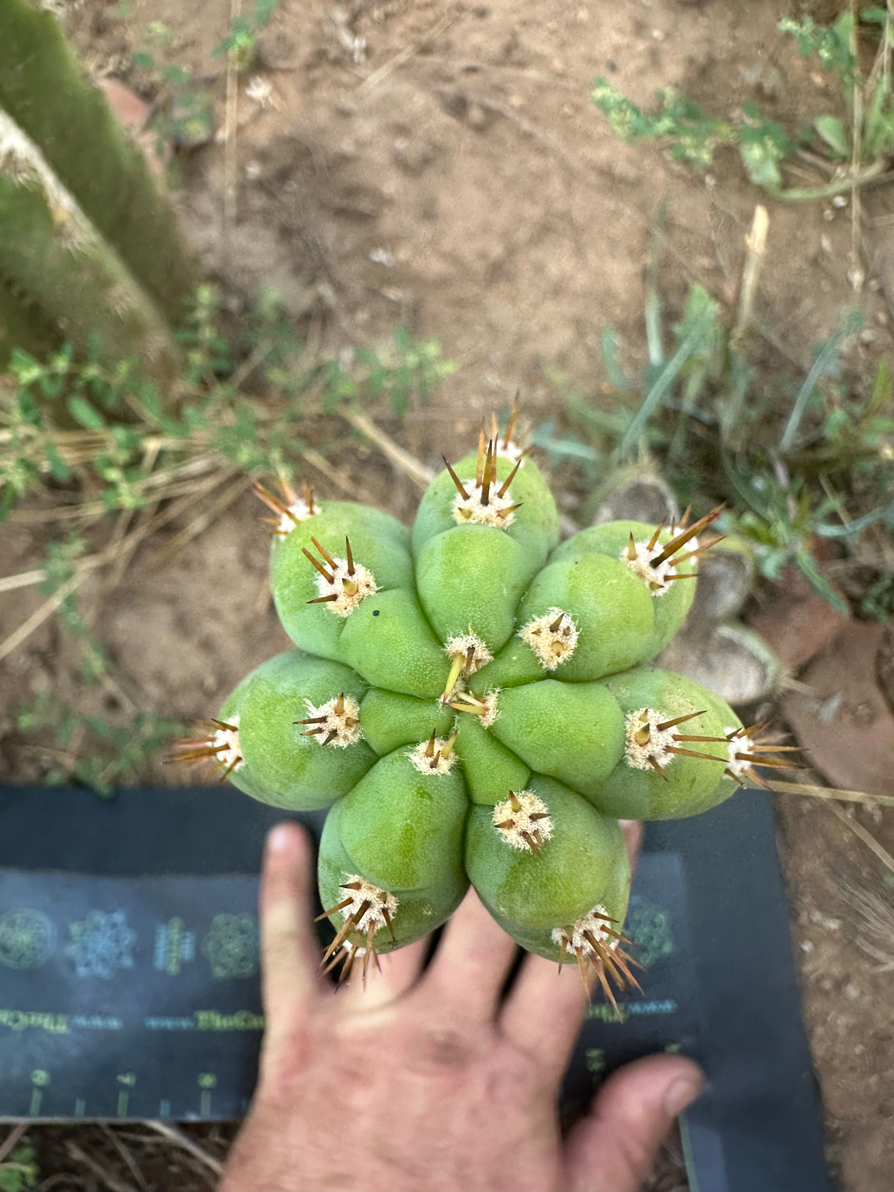 🌶️ JJOP — Fully Rooted Mid with 8” Pup
