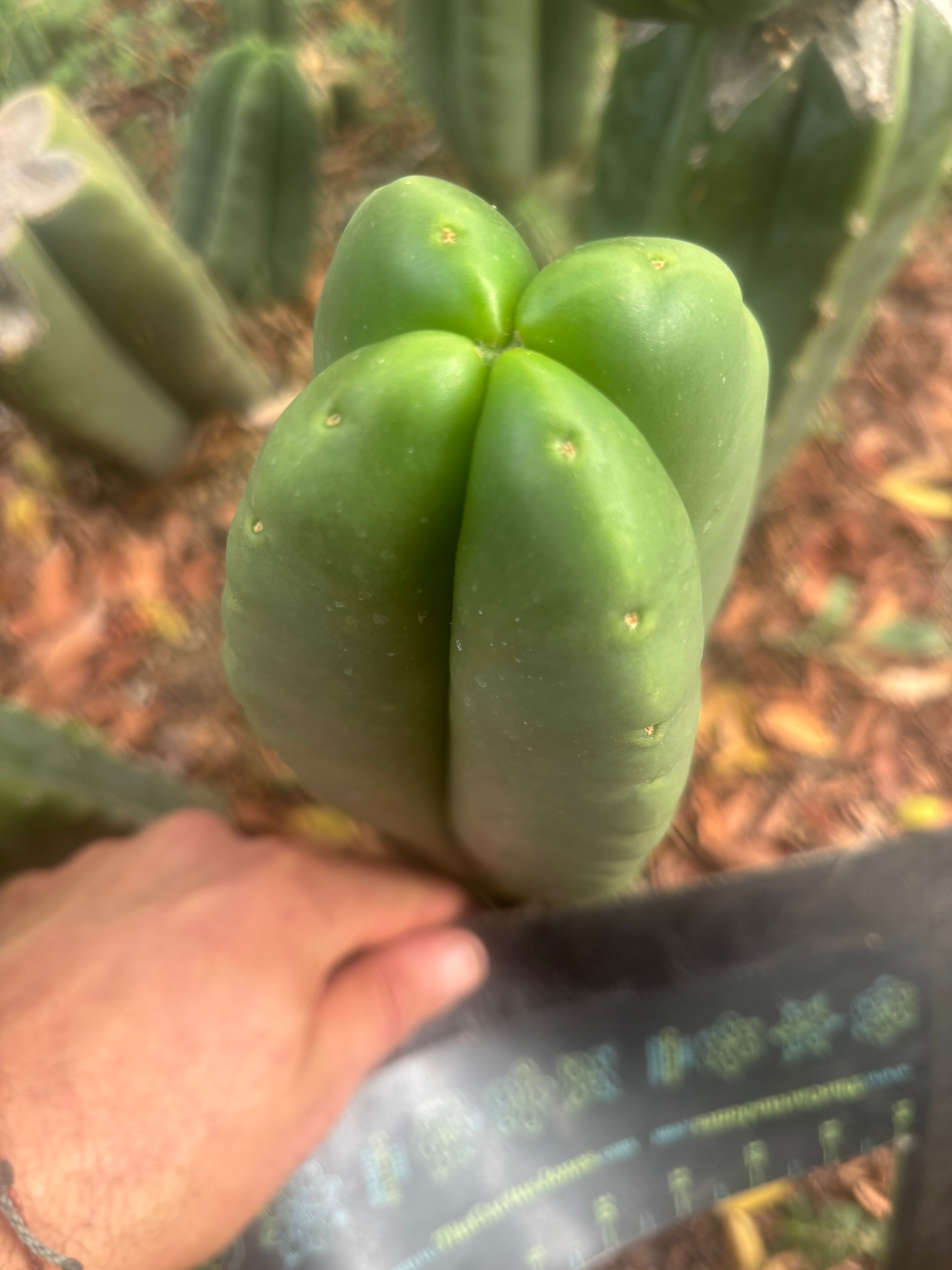 💎👑🌶️ Ferah — Another 8” FourWang Tip