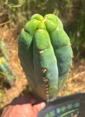 💎👑🌶️ Bob’s Colossus — Beefy 11” Tip