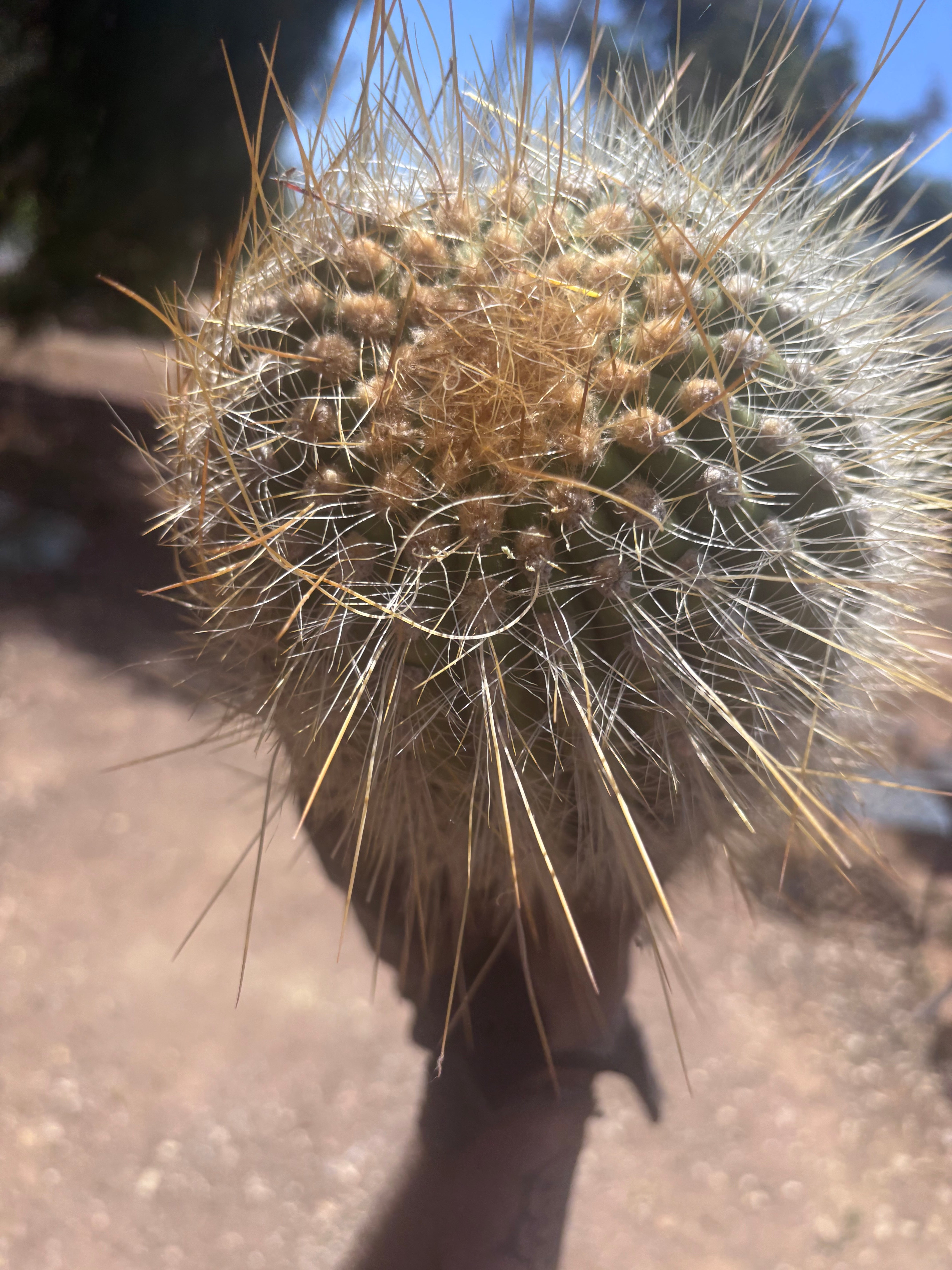 💎💎 T. Atacamensis — MASSIVE 17” Pup