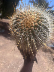 💎💎 T. Atacamensis — MASSIVE 17” Pup