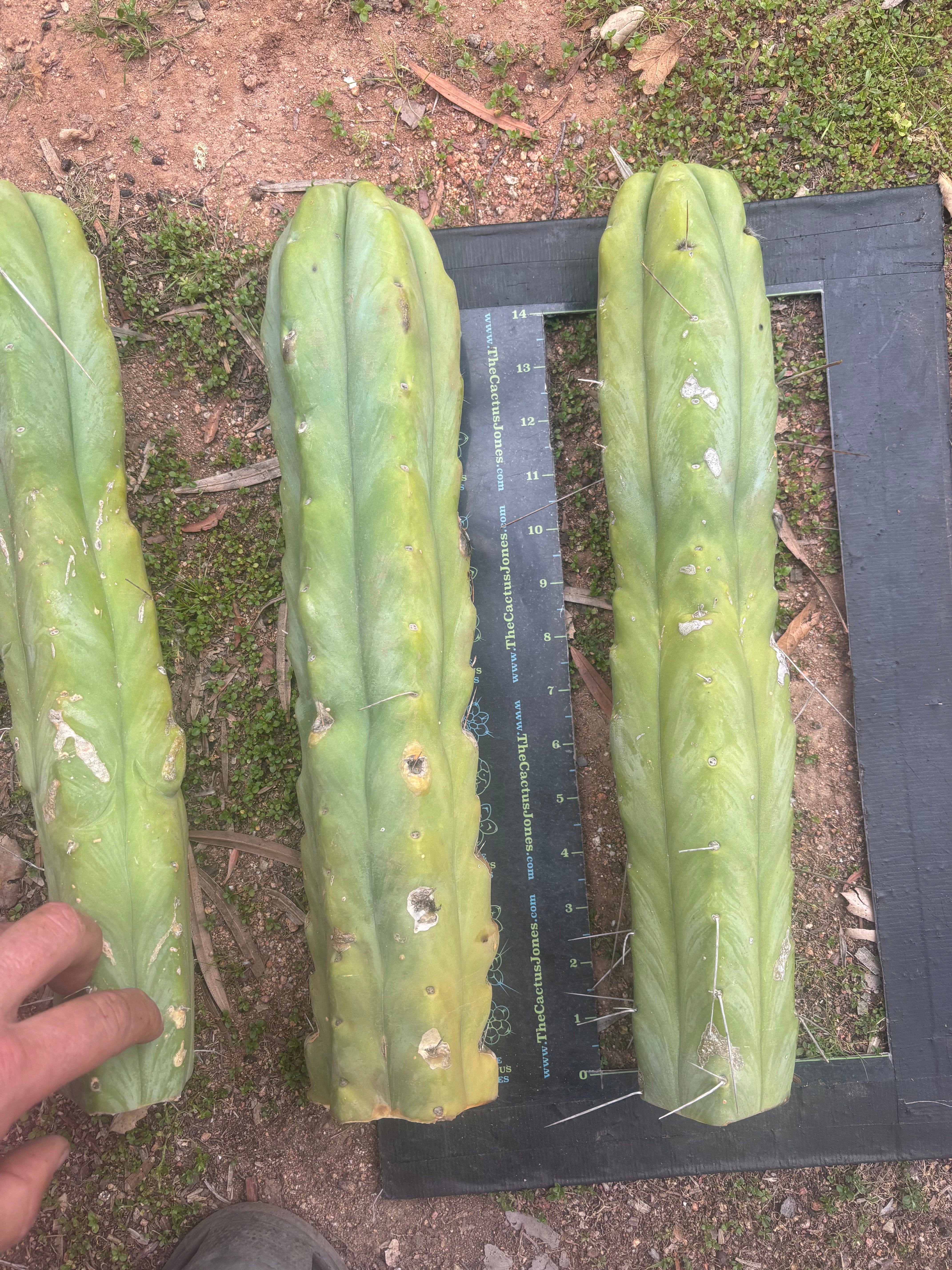 👑🌶️🌶️  Jiimz Twin Spine — XL Mature 15” Tips (Restocked)