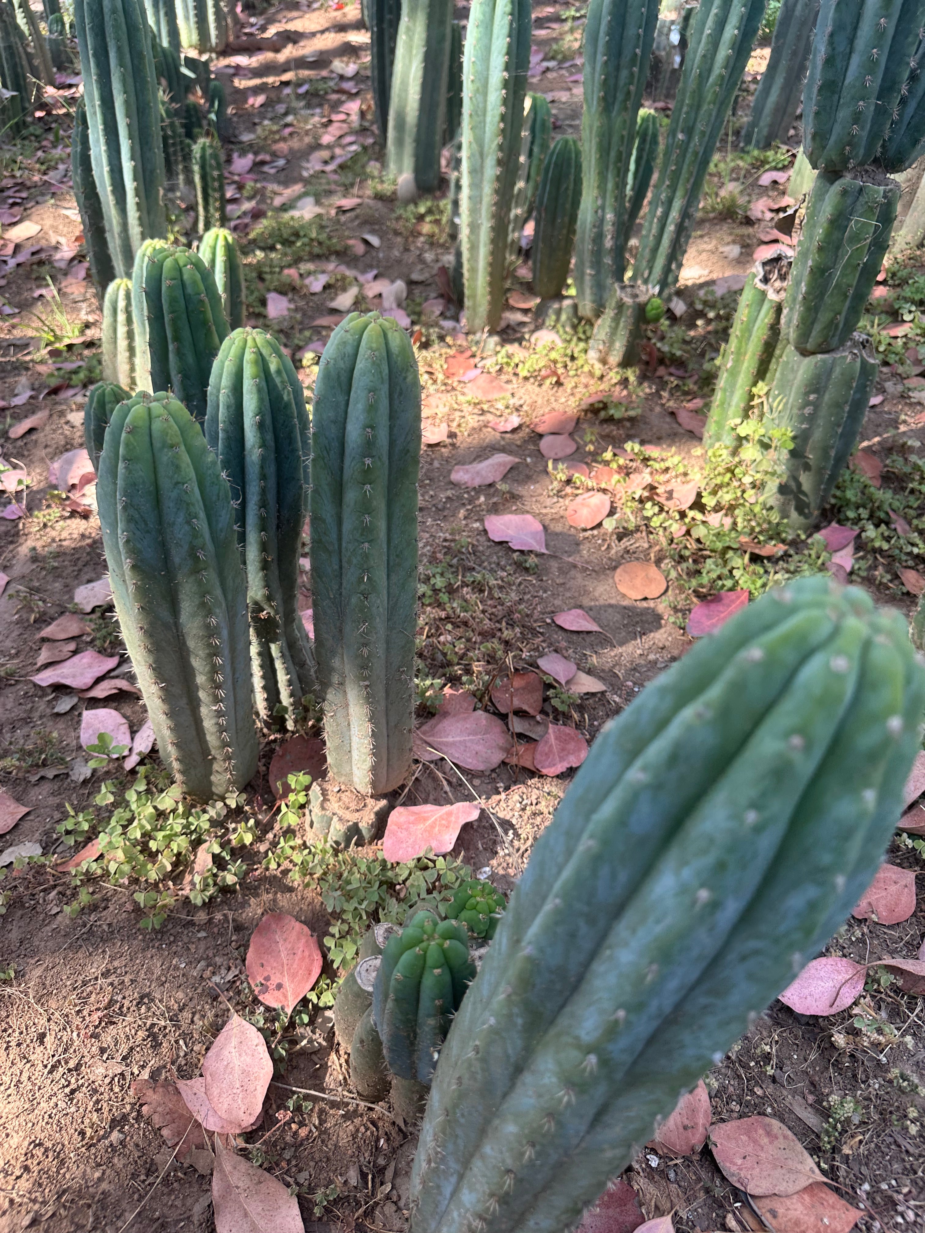 👑🌶️ Restocked (Again) — Ventucky Blue — 10” Tips