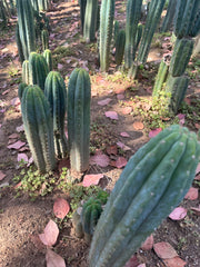 👑🌶️ Restocked (Again) — Ventucky Blue — 10” Tips