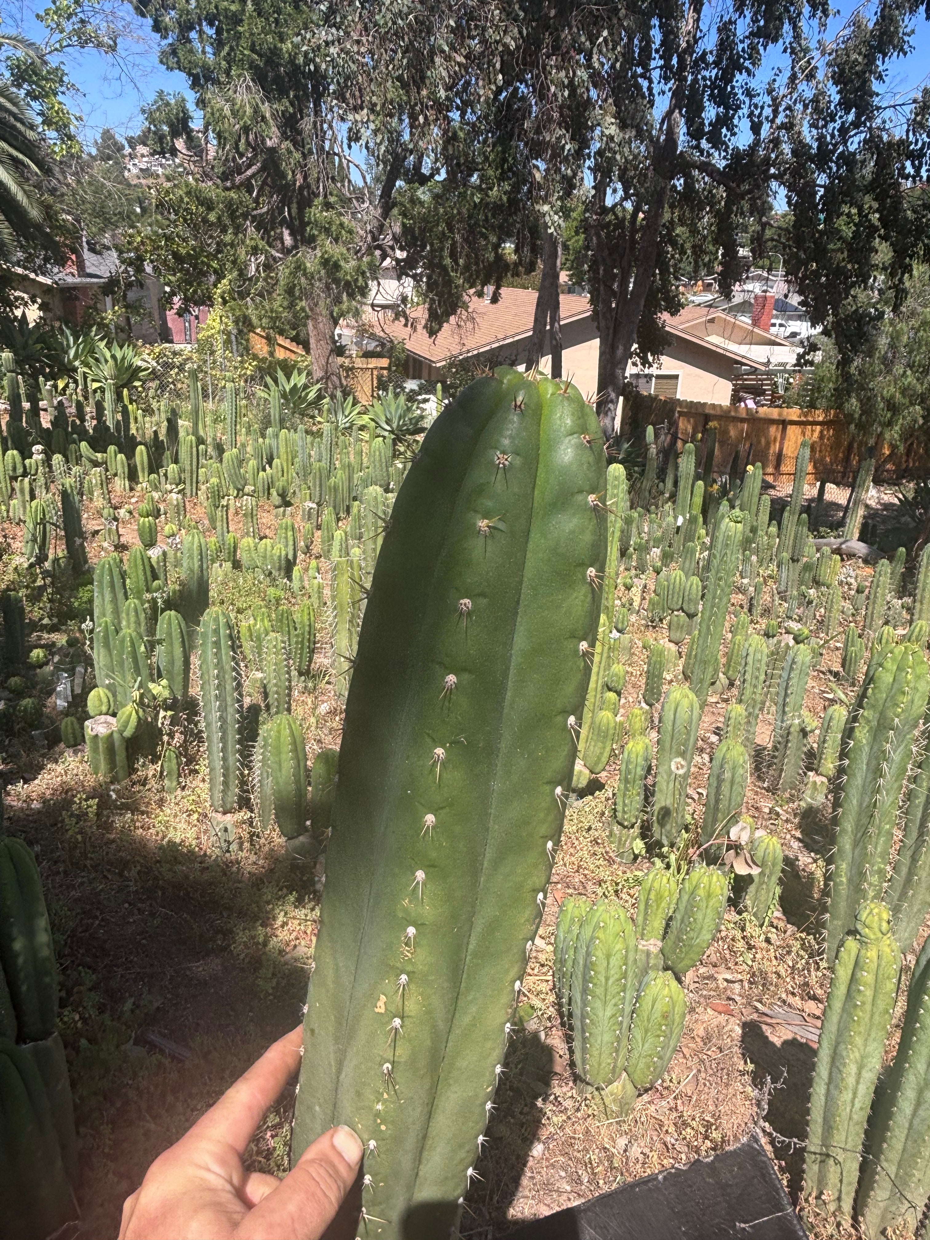 💎👑🌶️ Torres & Torres — XL 14” Tip