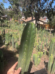 💎👑🌶️ Torres & Torres — XL 14” Tip