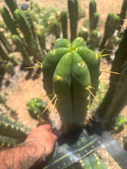 💎🌶️ Psycho0’ x SS01  — Massive 16” Tip