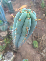 👑🌶️  Sharxx Blue — Frosty Flawless 9” Tip