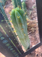 👑🌶️🌶️ SS02  — 11” Tip