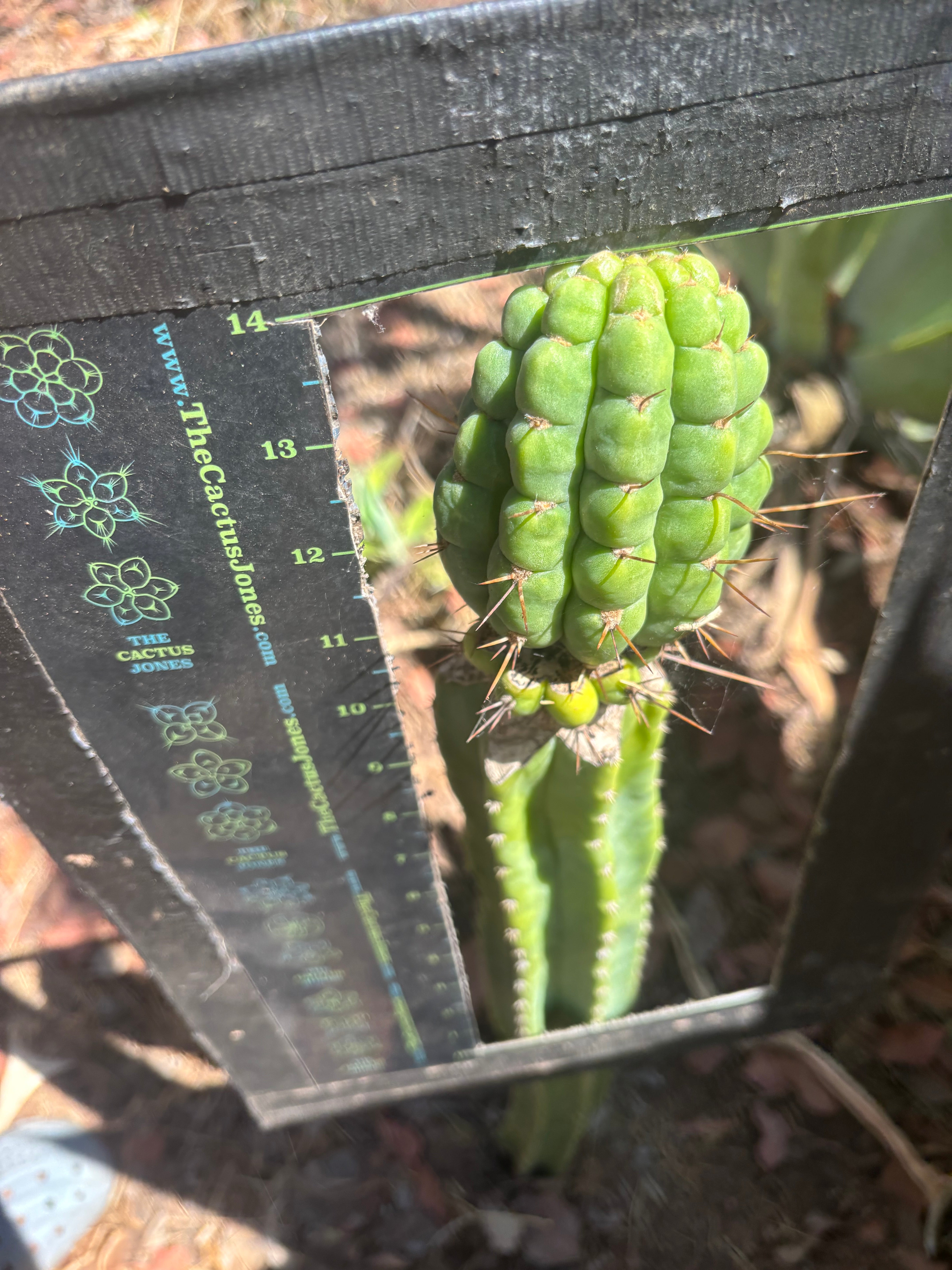 💎👑💎 Havran — Large Established Graft on PC