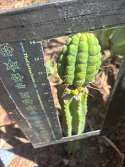 💎👑💎 Havran — Large Established Graft on PC