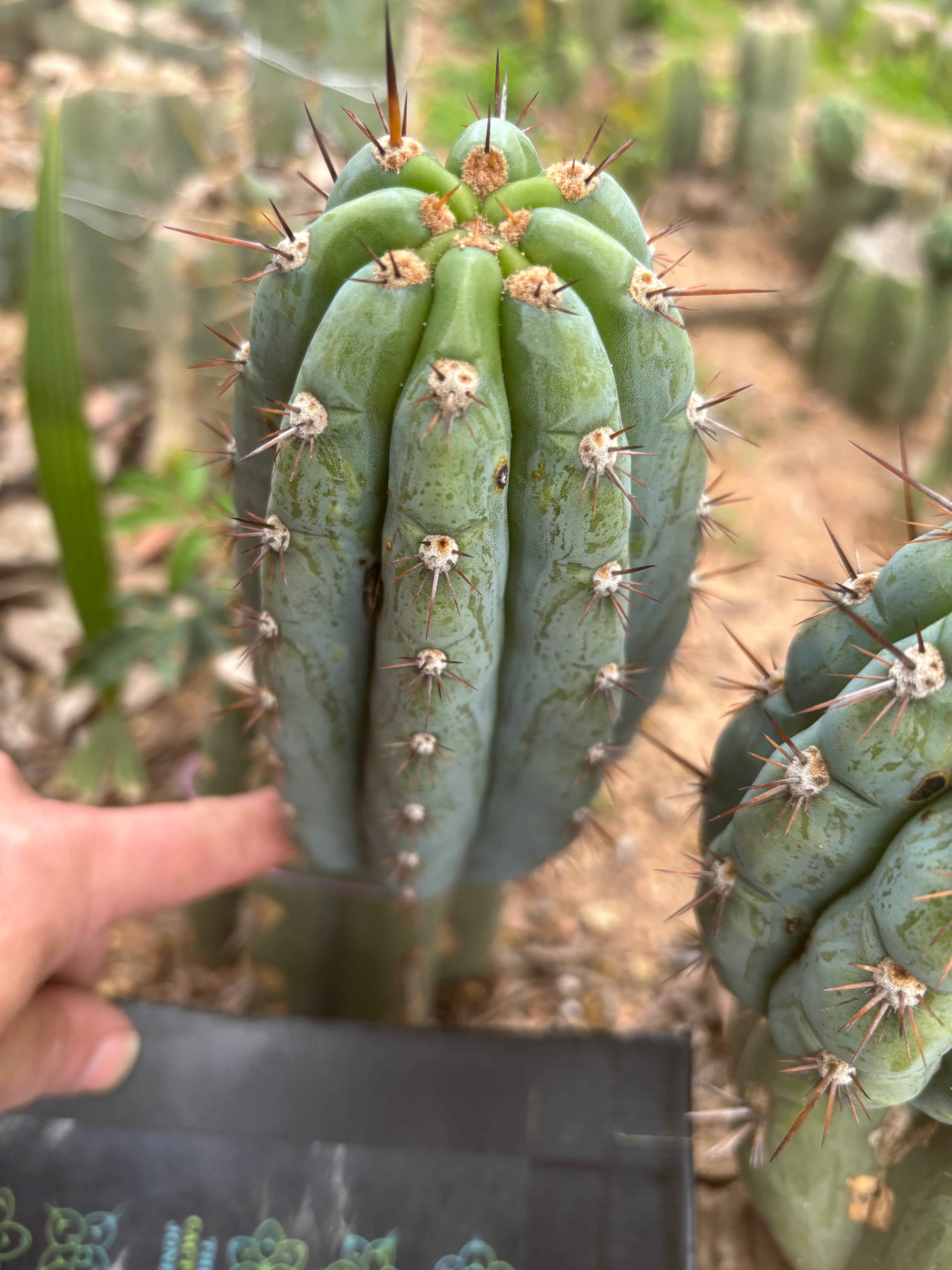 👑💎 Los Gentiles — 7.5” Pup