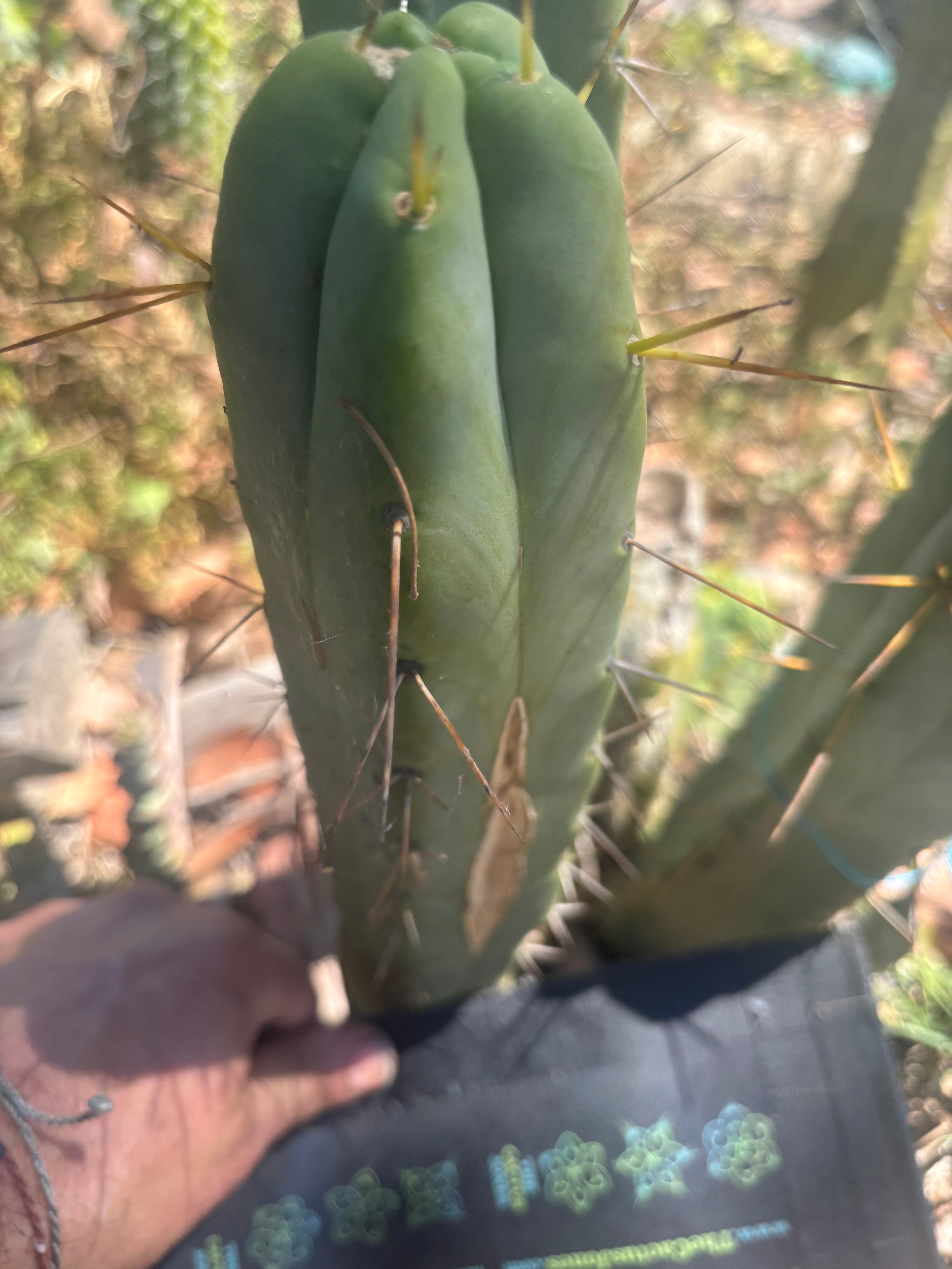 💎👑🌶️ Platform 9 3/4  — 10” Tip