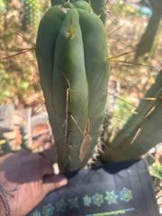 💎👑🌶️ Platform 9 3/4  — 10” Tip