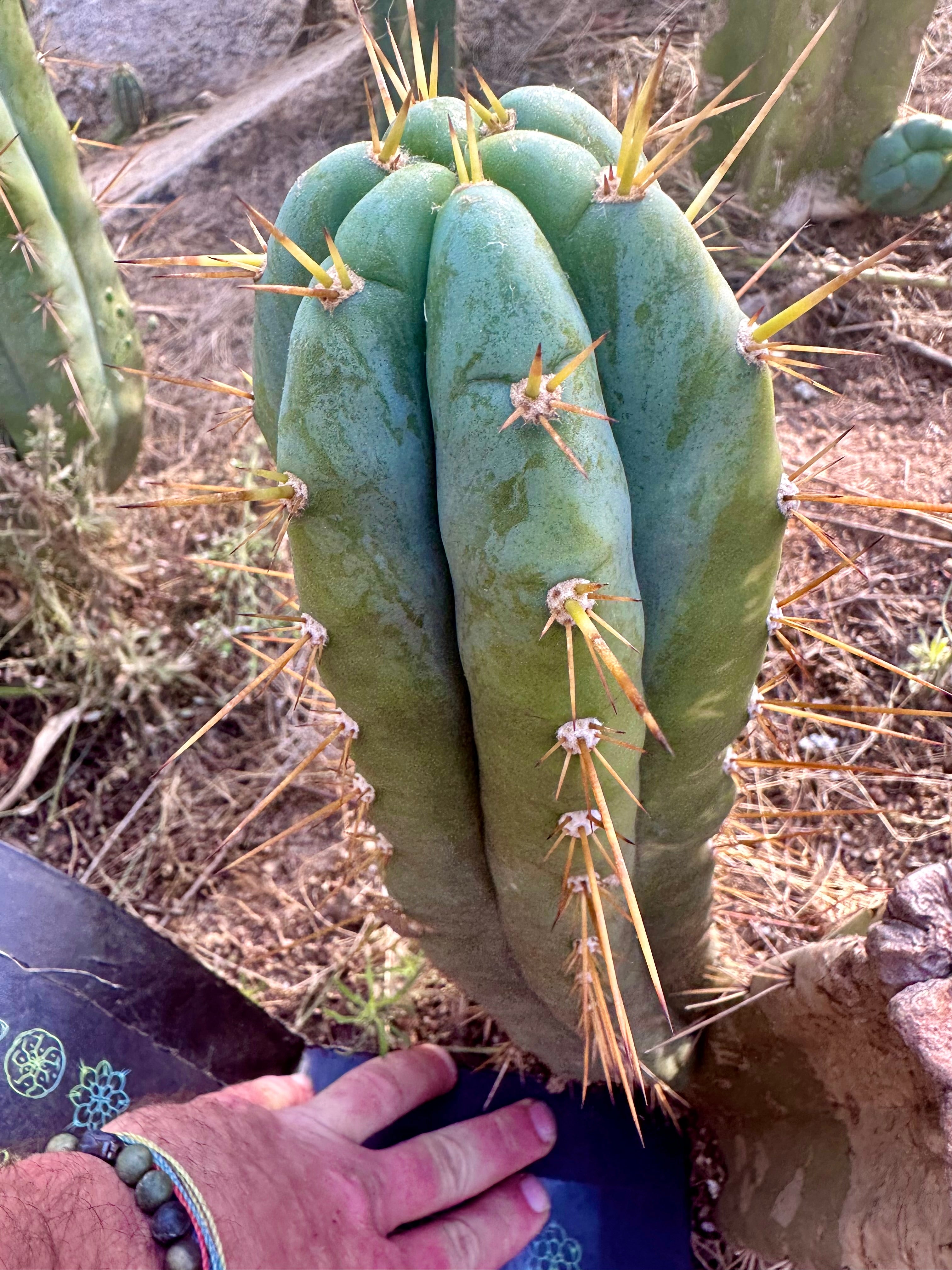 👑 Lotusland Huanucoensis — Fat 12” Pup