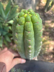 💎👑🌶️ Ichoca — BEEFY 9” Pup