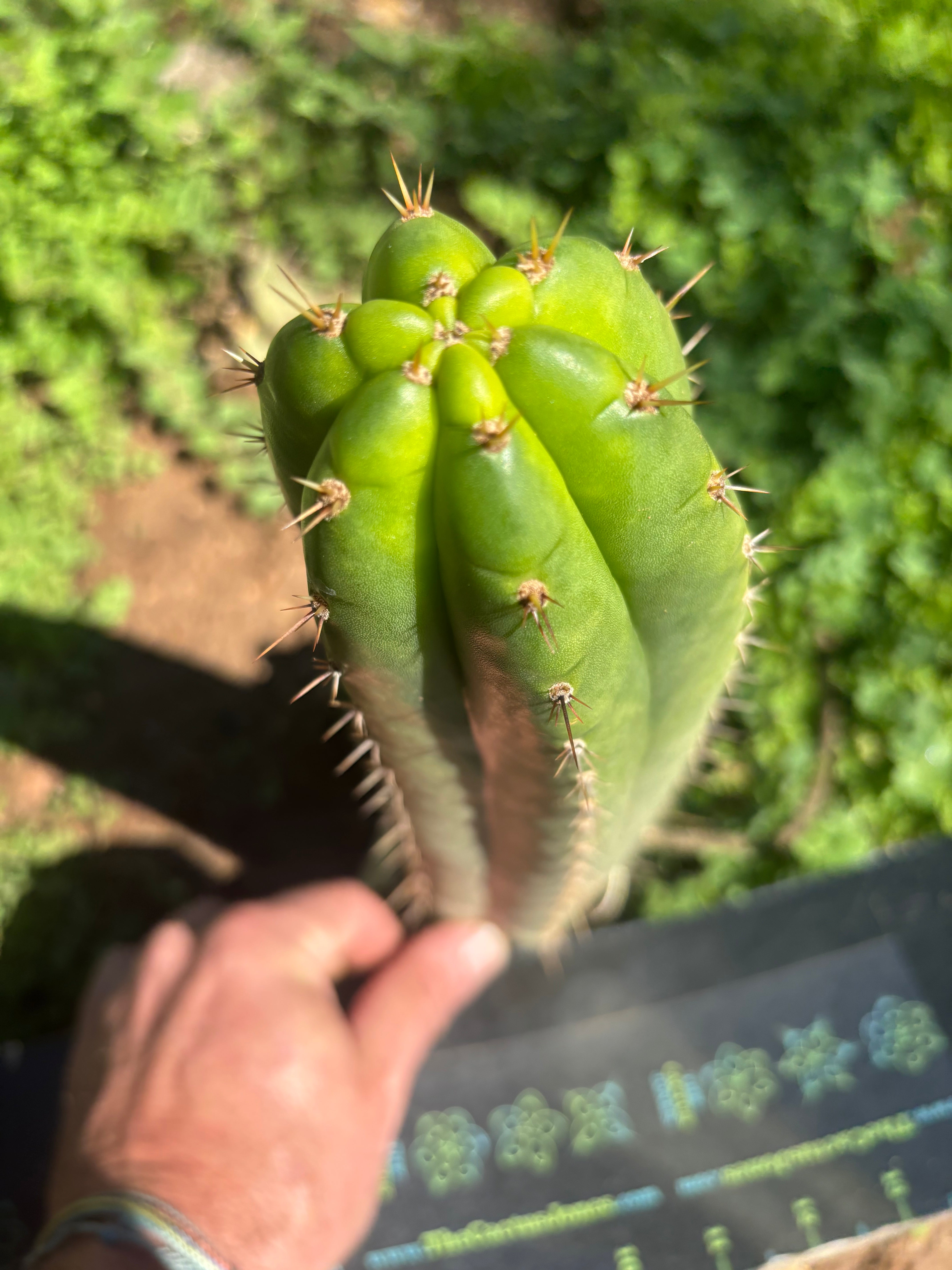 👑🌶️ Torres & Torres — 10” Tip
