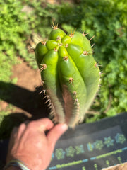 👑🌶️ Torres & Torres — 10” Tip