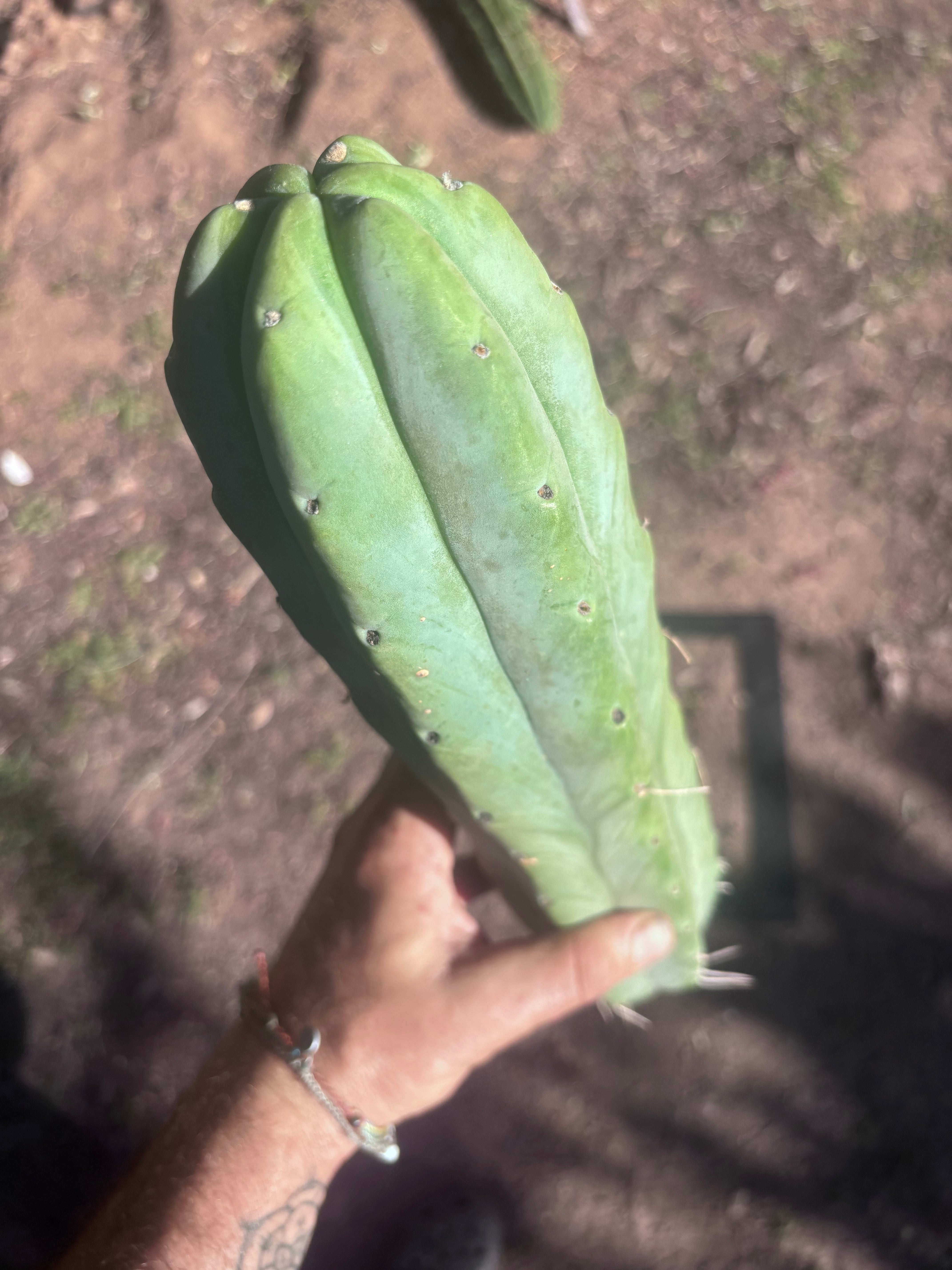 👑🌶️🌶️  Jiimz Twin Spine — XL 14” Tips