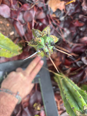 🦄 👑 M Stacker — Fully Rooted Graft