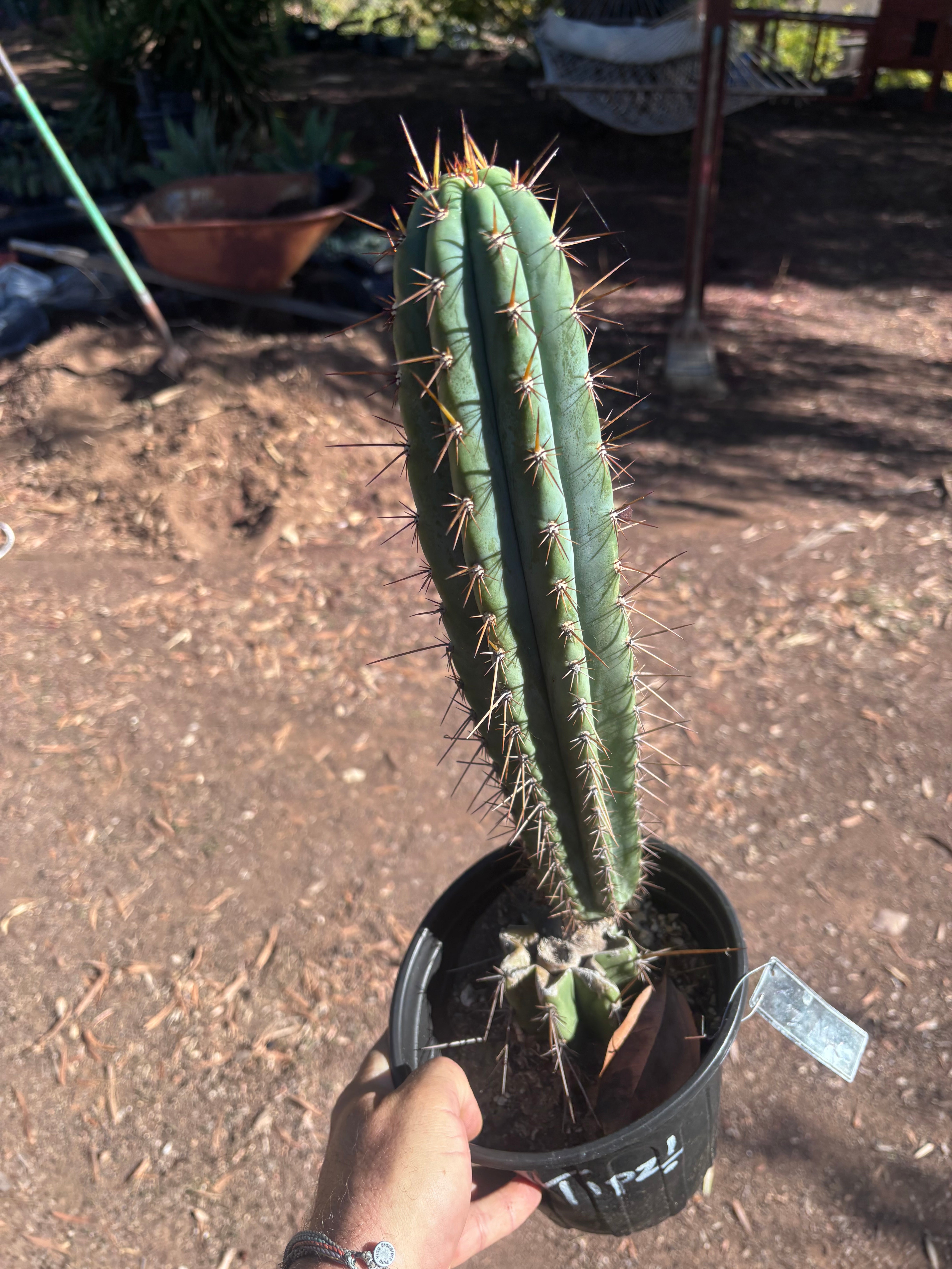 💎👑💎(🌶️ ) Tipz — Fully Rooted 16”