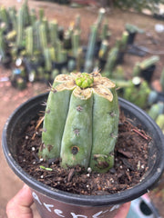 💎👑💎🌶️ CareBear — Pup Graft on Rooted Shine01