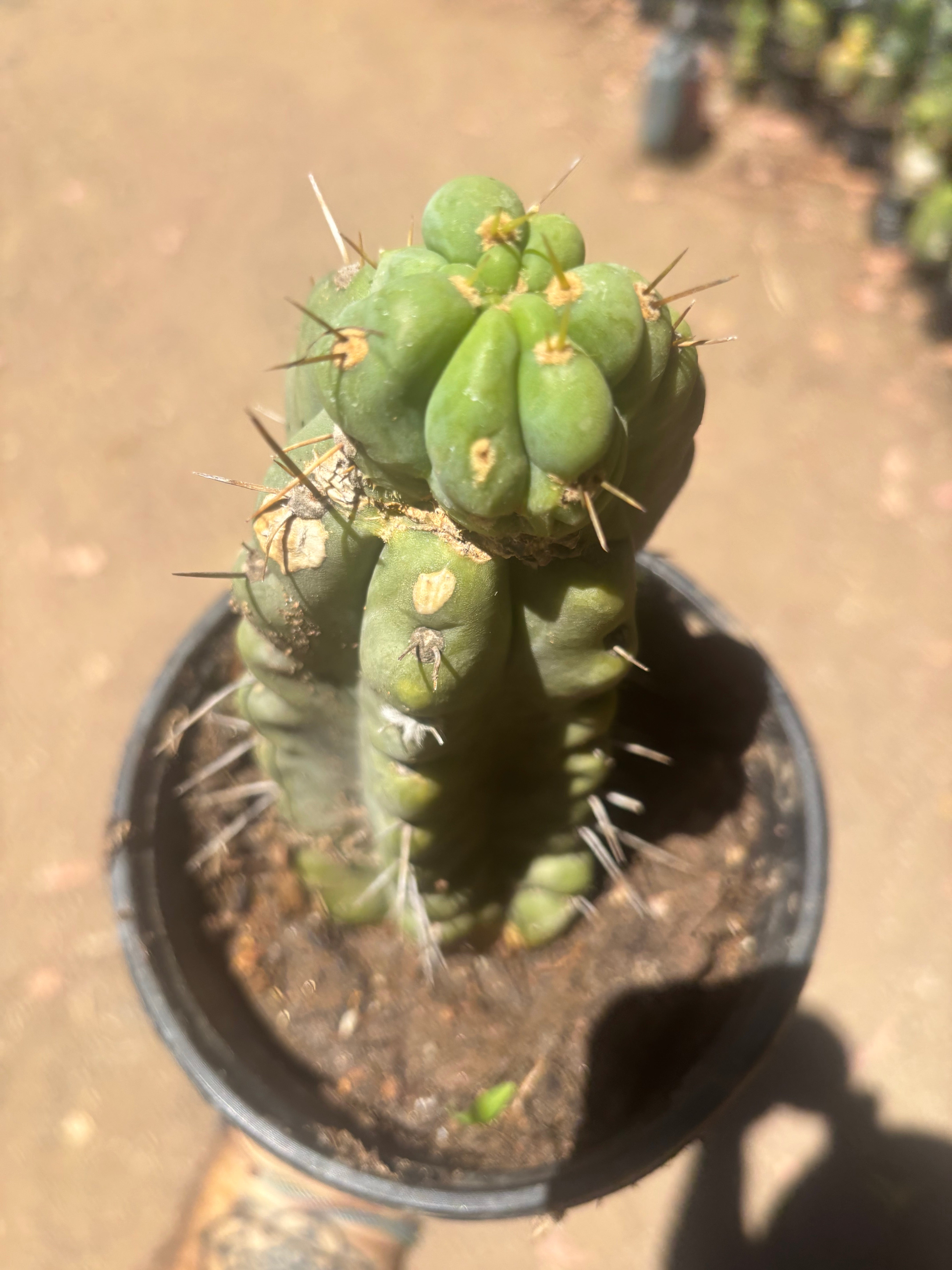 💎🌶️🌶️ NOM — Rooted Pup