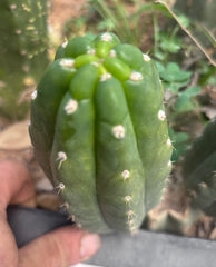💎👑🌶️  Ichoca — 6” Pup