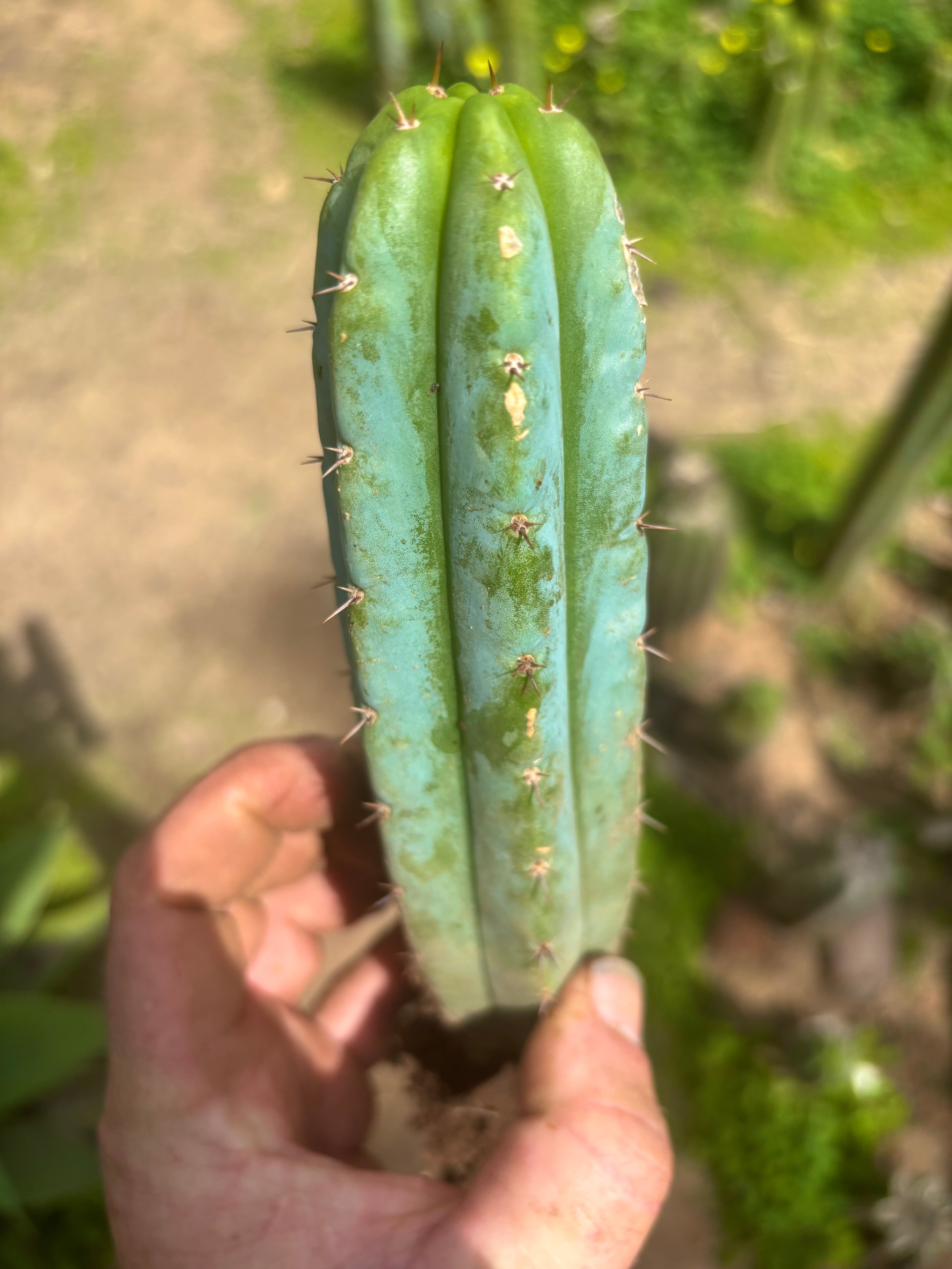 👑🌶️🌶️ Pala! — ROOTED 11” Tip