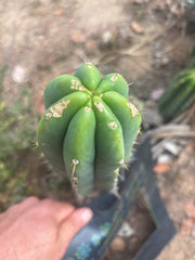 👑🌶️🌶️ Landfill — 8.5” Tip