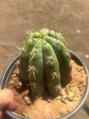 👑 TSSBP — Rooted Tip