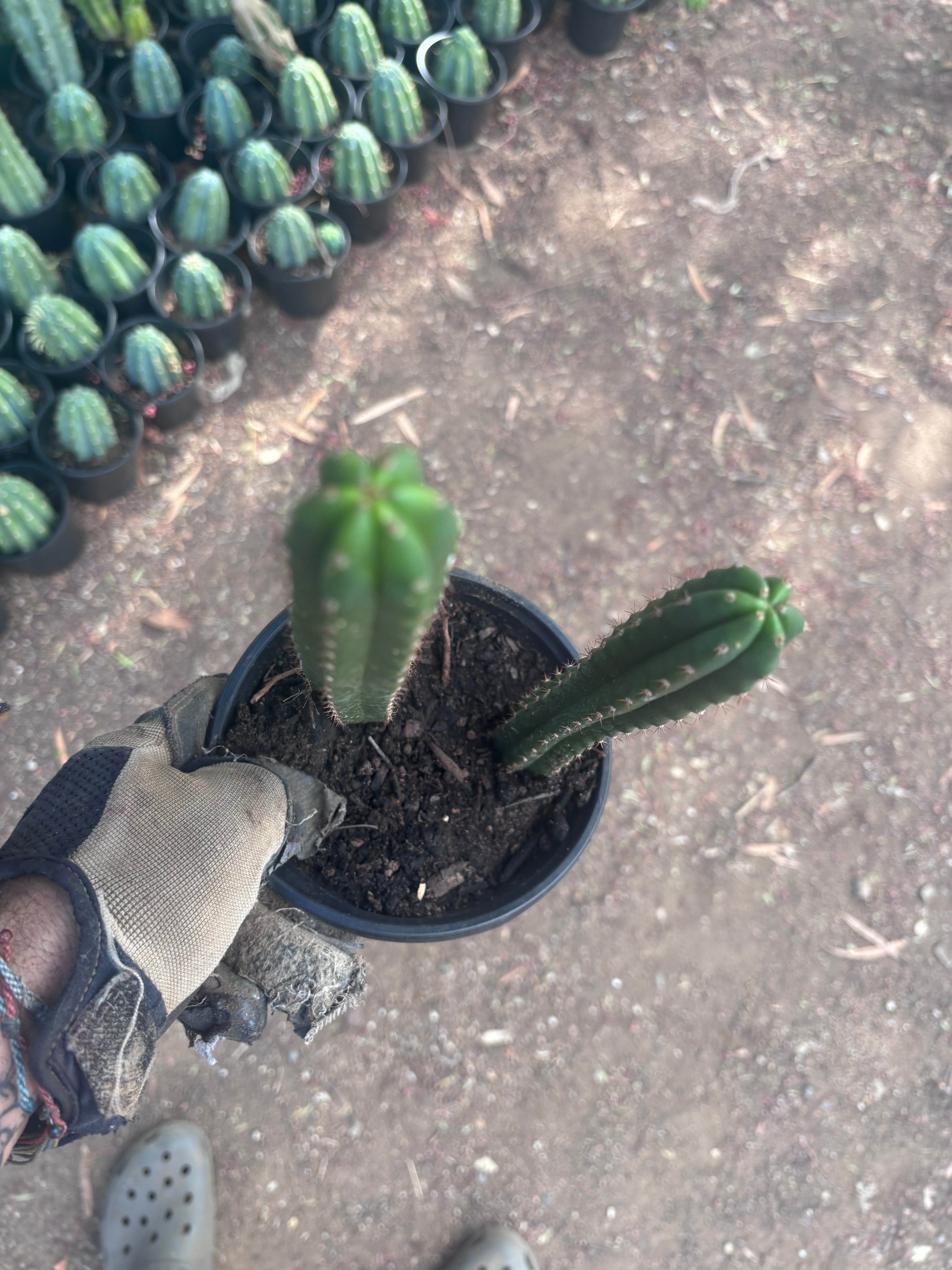 SS02 x Ogun — 2 Yearlings