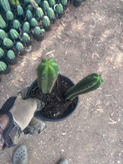 SS02 x Ogun — 2 Yearlings