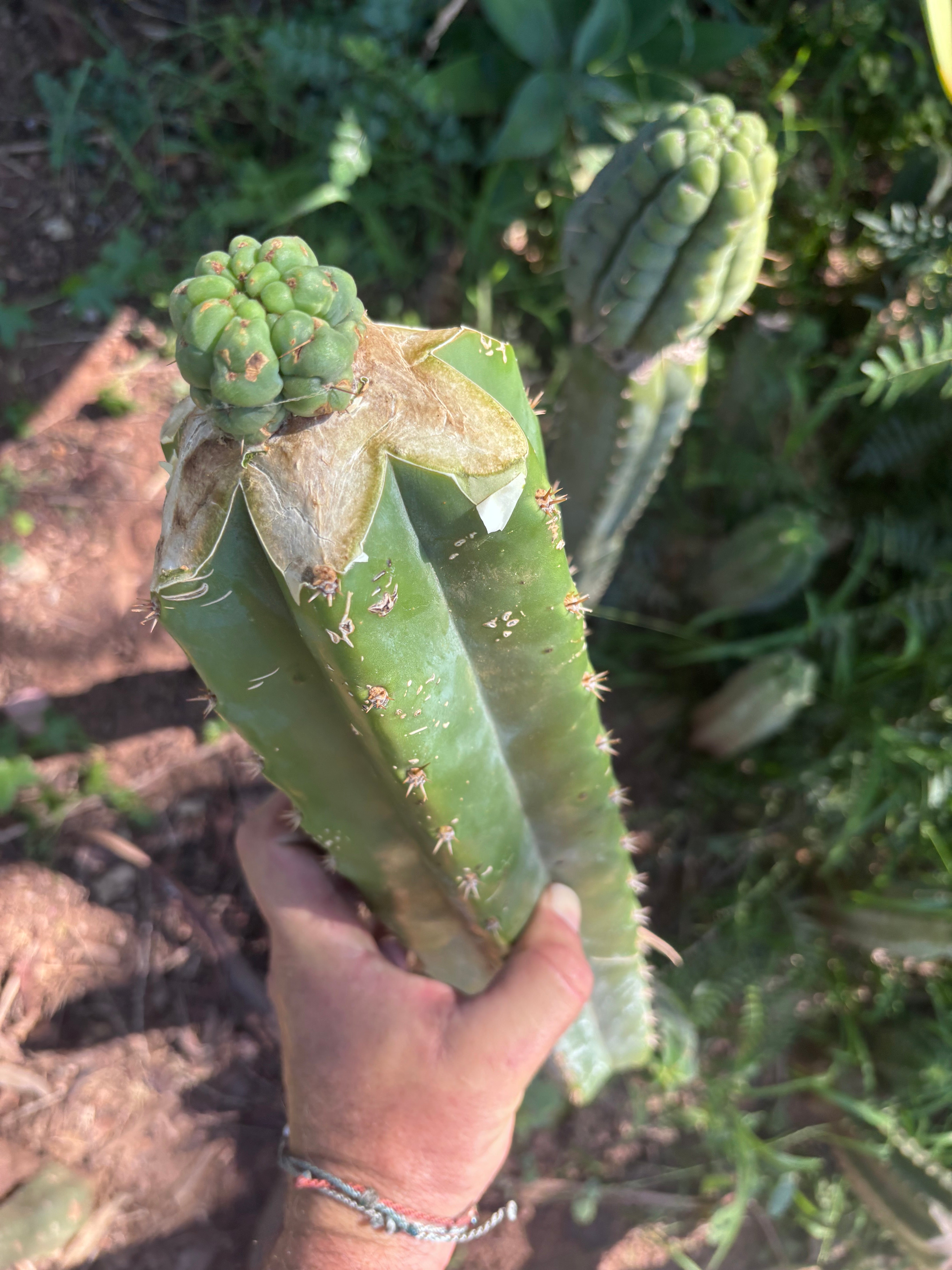 💎👑💎 Havran — Tip Graft on XL Magnum Stock (3 Available)