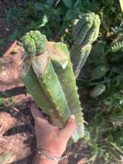 💎👑💎 Havran — Tip Graft on XL Magnum Stock (3 Available)