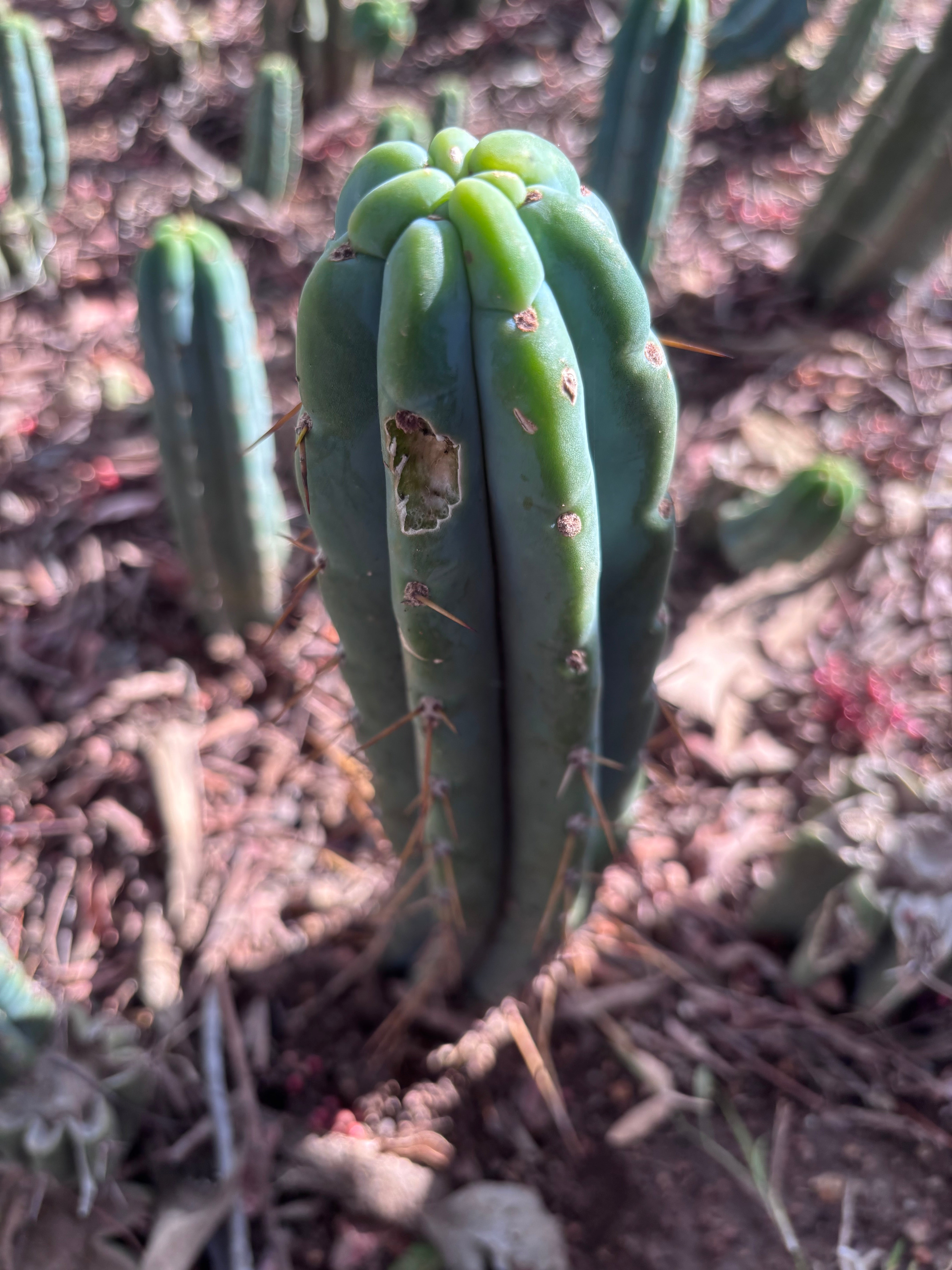👑🌶️🌶️ Pala! — 8” Tip