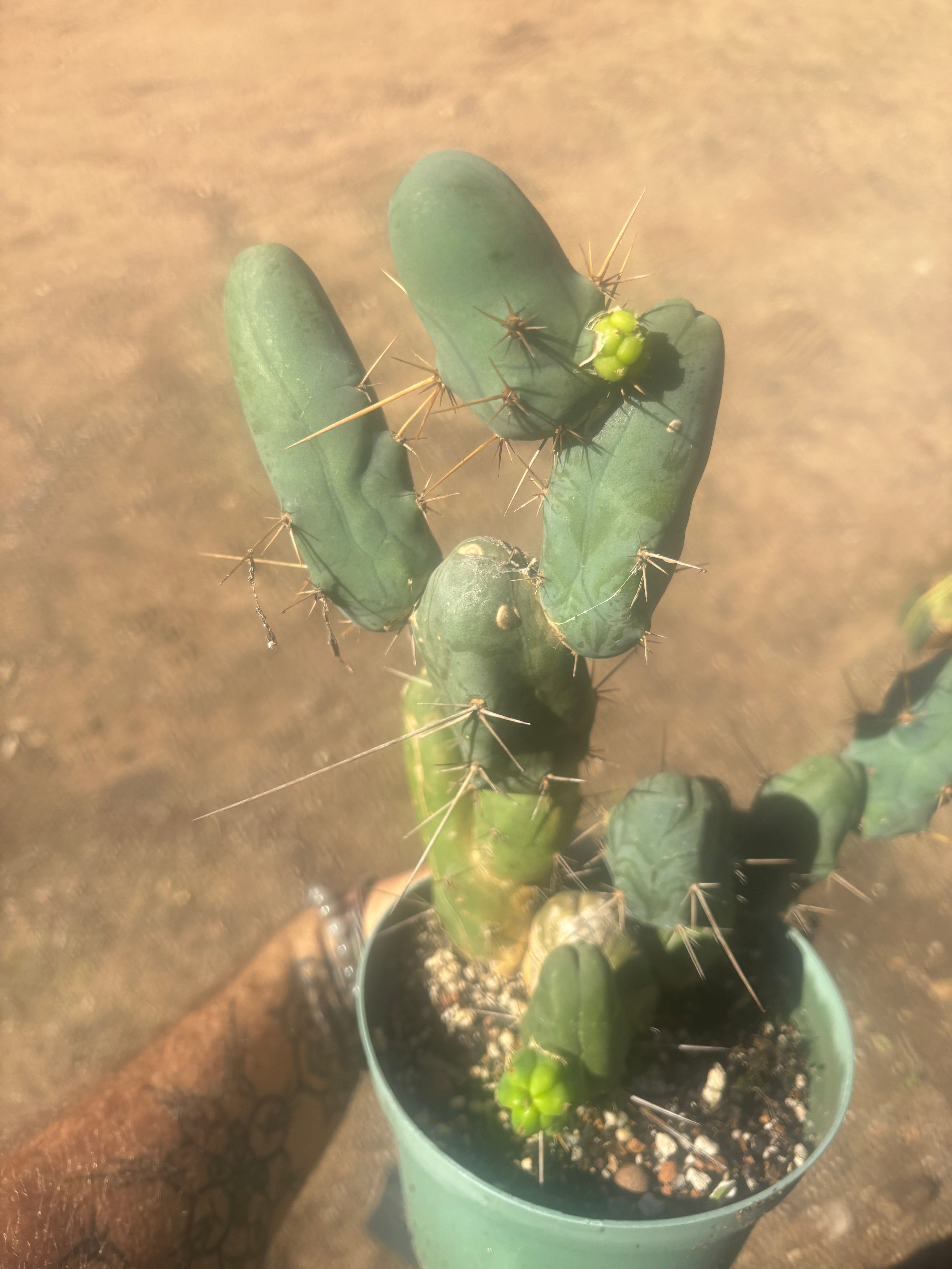 👑🌶️🌶️  TBM Clone B — Fully Rooted, 12 Segments