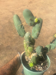 👑🌶️🌶️  TBM Clone B — Fully Rooted, 12 Segments