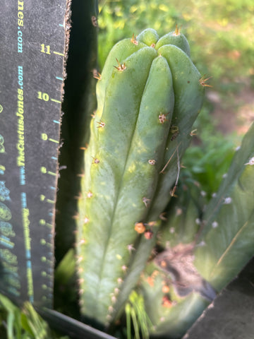 🌶️🌶️ NoidTwo — 11” Tip