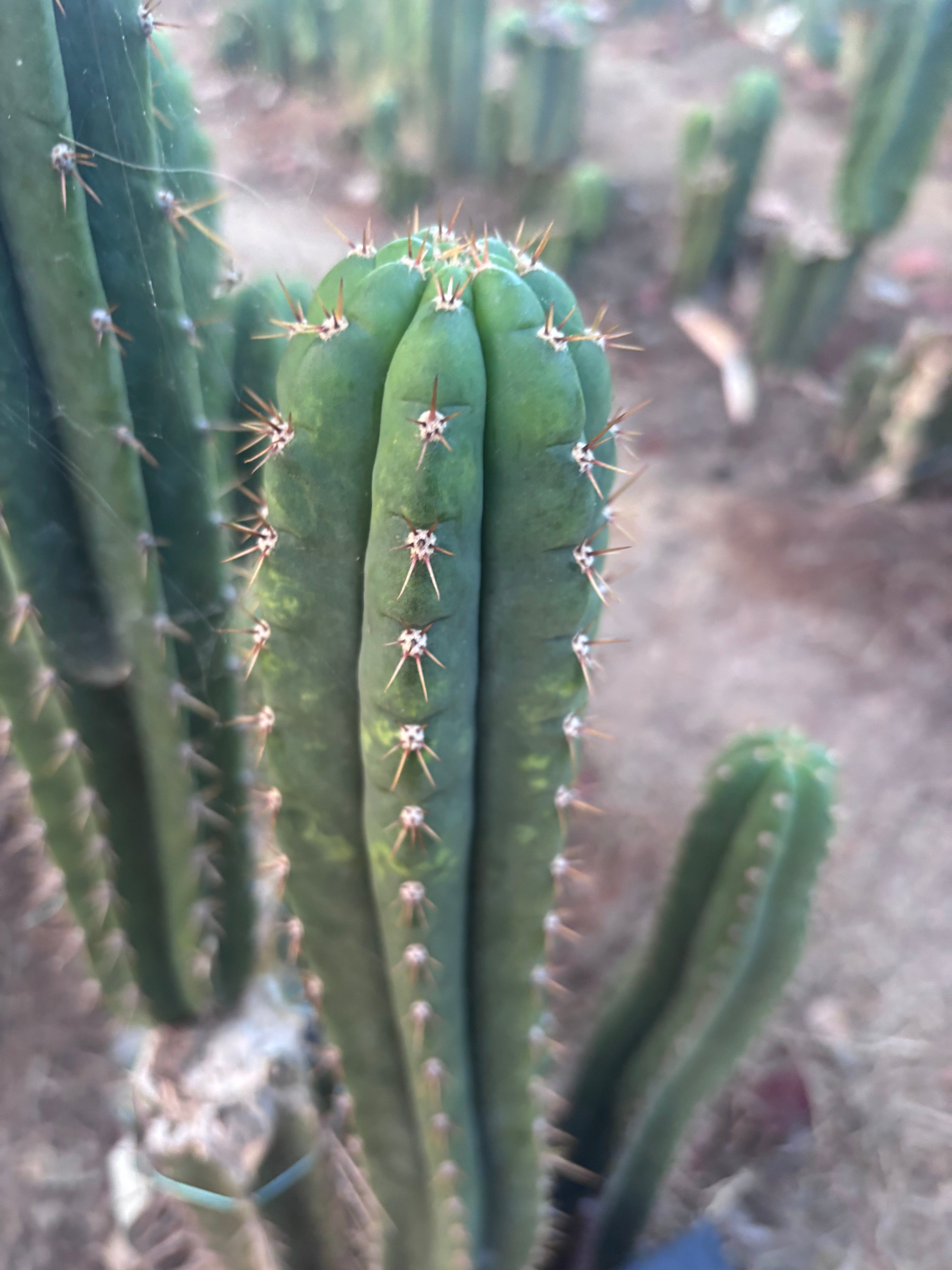 👑🌶️ KK339 — 14” Tip