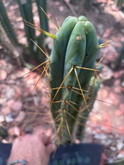 🌶️ Psycho0’ x Sina — 14” Tip