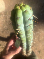 💎🌶️🌶️ NOM —  12” Notch Bomb