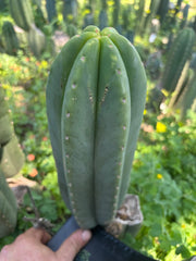 👑🌶️ Scop A — Chonky 12” Pup
