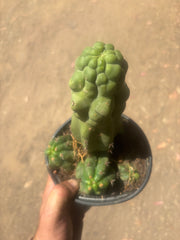 💎 Malo4 x TPM — Rooted Mini Stand